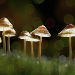 Fairy Lights- Glowing Mushrooms with Bokeh  by Shelli Fitzpatrick
