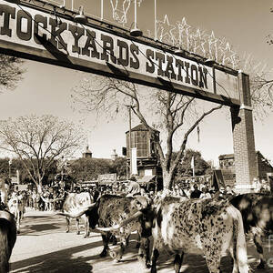 Fort Worth Stockyards. Photograph by W Scott McGill - Pixels