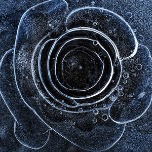 Frozen Rose Squared by Darren White
