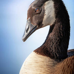 Graceful Canada Goose  by Jordan Hill