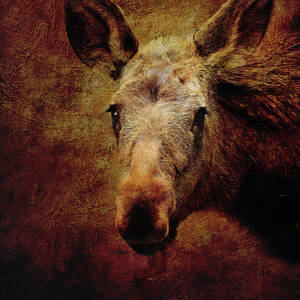 Grunge Moose Head by Dan Sproul