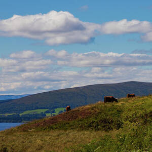Highland Cows On The Side Of Conic Hill 2 by Chris Chapman