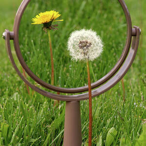 In the Eye of the Beholder - Dandelion seed puff with flower reflected in mirror by Peter Herman