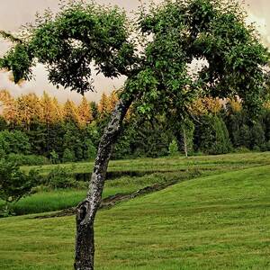 Jeff's Tree by M Three Photos