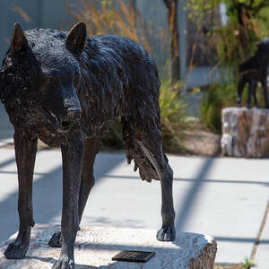 Lobo statue on the campus of the University of New Mexico by Eldon McGraw