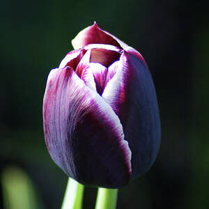 Midnight Bloom by Deb Beausoleil