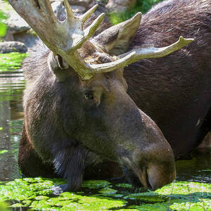 Moose in the Water by Shirley Dutchkowski