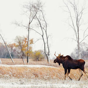 Moosing Around -  Bull Moose wandering through ND snow dusted autumn prairie scene in ND by Peter Herman