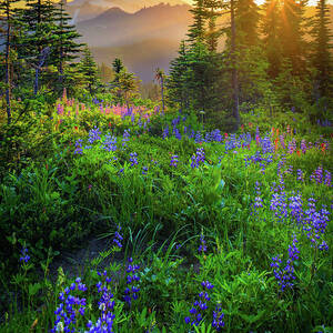 Mount Rainier Sunburst by Inge Johnsson