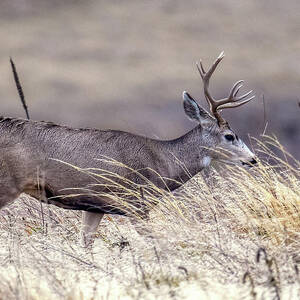 Mule Deer South Dakota by Paul Freidlund