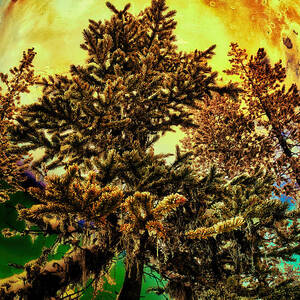 Out of this world in the woods by Bruce Block