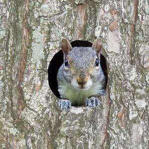 Peek-A-Boo 2024 OAFD 0317920 by Cindy's Creative Corner