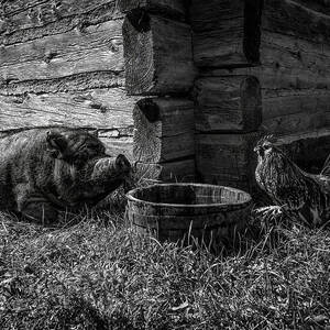 Pig and Chicken Eat Lunch Together BW by John Twynam