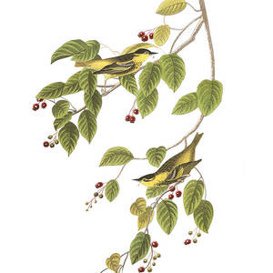 Plate 60 Carbonated Warbler by John James Audubon