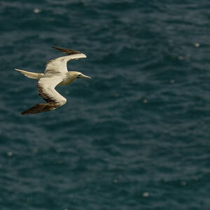 Red-Footed Booby over the Pacific by Nancy Gleason