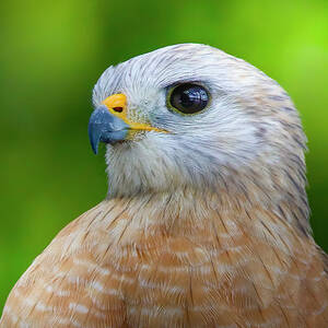 Red Shouldered Hawk Portrait by Mark Andrew Thomas