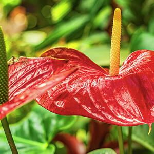 San Antonio Botanical Gardens-004-C by David Allen Pierson