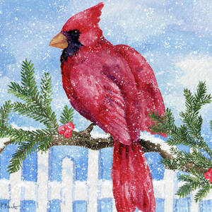 Snowy Cardinal with Greenery by Paul Brent