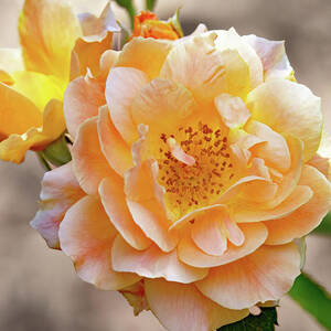 Soft Sun Rose by Gina Fitzhugh