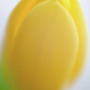Soft yellow Tulip in Spring by Matthias Hauser