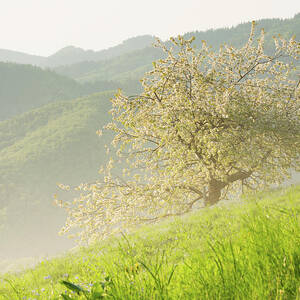 Spring bloom by Ian Middleton