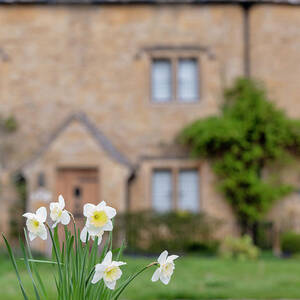 Spring Daffodils in the Cotswold Village of Lower Slaughter by Tim Gainey