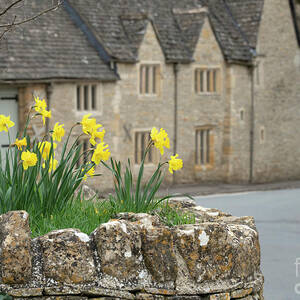 Spring Daffodils in the Cotswold Village of Upper Slaughter by Tim Gainey