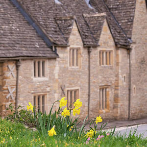 Spring Daffodils in Upper Slaughter Cotswolds by Tim Gainey