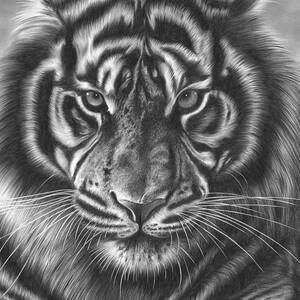 Tiger Face Drawing by Jerry Winick - Fine Art America