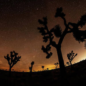 Starry Sky over Joshua Tree Joshua Tree California by Toby McGuire
