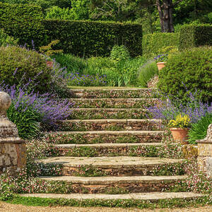 Stone steps into a hedged flower garden on the Isle of Wight by Steven Heap Stone steps into a hedged flower garden on the Isle of Wight by Steven Heap