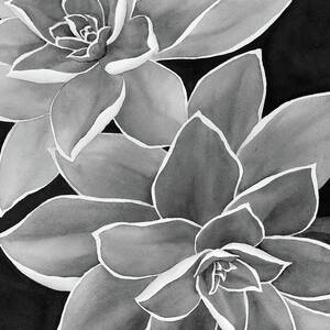 Succulent Duo 1 in Black and White by Hailey E Herrera