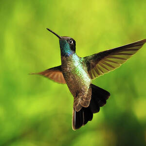 Talamanca Hummingbird 10 by Jim Thompson