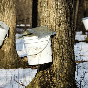 Tapping the Maple Tree by Craig A Walker