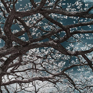 The Picnic Oak ver2 - Oak leafing out at Lake Kegonsa state park in infrared by Peter Herman