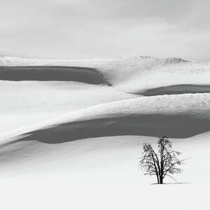Tree on Snow by Alex Lapidus