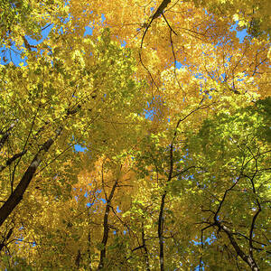 Under the Trees in the Fall by John Morzen