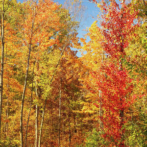 Vibrant Autumn Forest Path Lima Ohio by Dan Sproul Vibrant Autumn Forest Path Lima Ohio by Dan Sproul