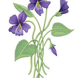 Carnation January Birth Month Flower Botanical Print on Black - Art by ...