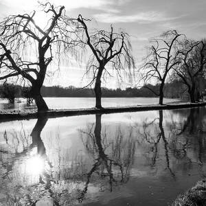 Winter Willows  by Shirley Mitchell