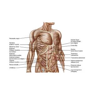 Anatomy Of Human Abdominal Muscles Digital Art by Stocktrek Images