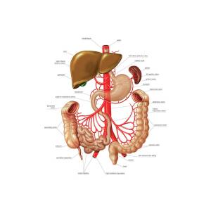 Arterial System Of Gastrointestinal Tract #1 by Science