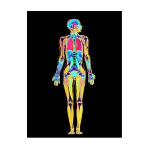 https://render.fineartamerica.com/images/rendered/square-product/small/images-medium-large-5/1-coloured-mri-scan-of-a-whole-human-body-female-simon-fraserscience-photo-library.jpg