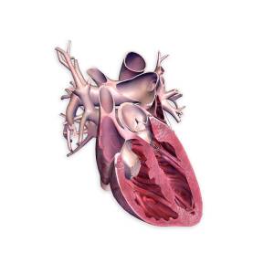 Cross Section Of Human Heart #1 by Hank Grebe