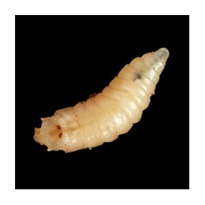 Maggot #1 by Science Photo Library