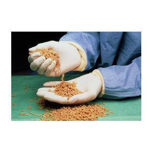 Medical Maggots In A Doctor's Gloved Hands #1 by Pascal Goetgheluck/science  Photo Library