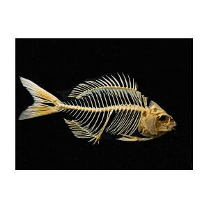 Sheepshead Fish Skeleton #1 Photograph by Millard H. Sharp - Pixels