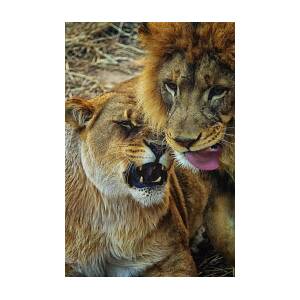 African Lions 7 Photograph by Linda Tiepelman