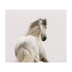 Andalusian Stallion Runs at Dawn Photograph by Carol Walker - Fine Art ...