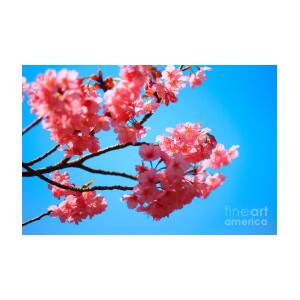 Beautiful Bright Pink Cherry Blossoms Against Blue Sky in Spring by Beverly  Claire Kaiya